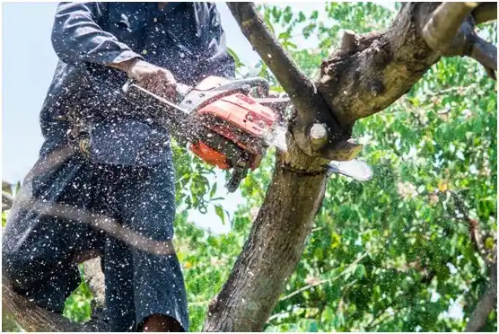 tree services Pinewood